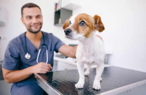 Small dog waiting to be examined by a veterinarian