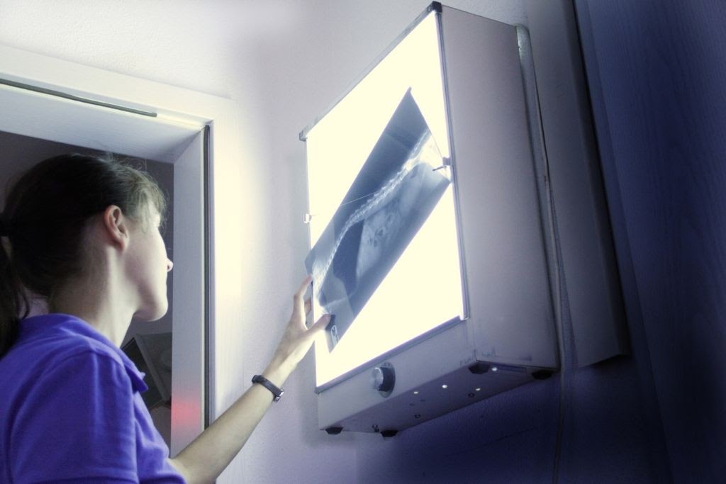 Alt text: Female radiography veterinarian holding radiography of a dog up to the x-ray lightbox.