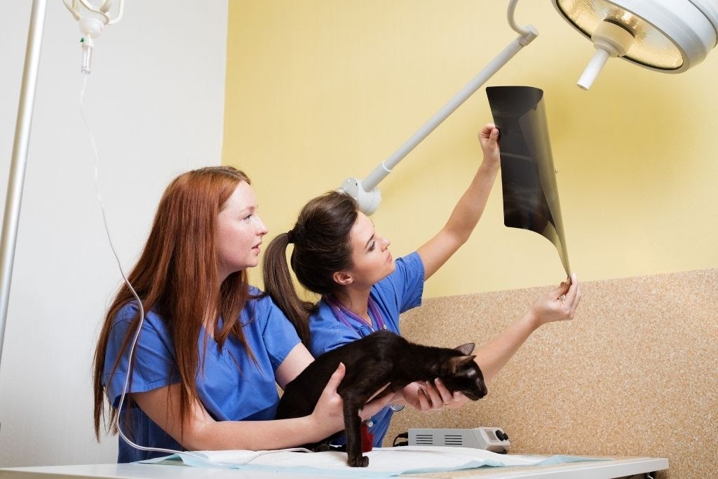 Two white female veterinary workers in the exam room: one holding a black cat, the other holding up an x-ray to the light.