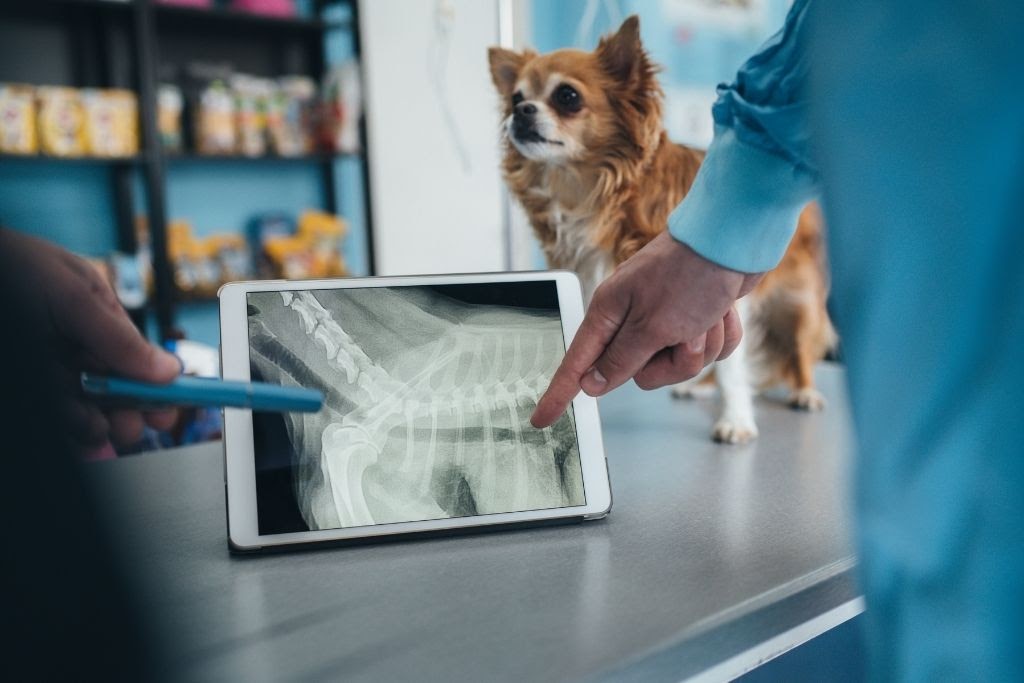 Veterinarian hand pointing to an x-ray of a dog on a tablet with AI technology. Small long-hair chihuahua in background.