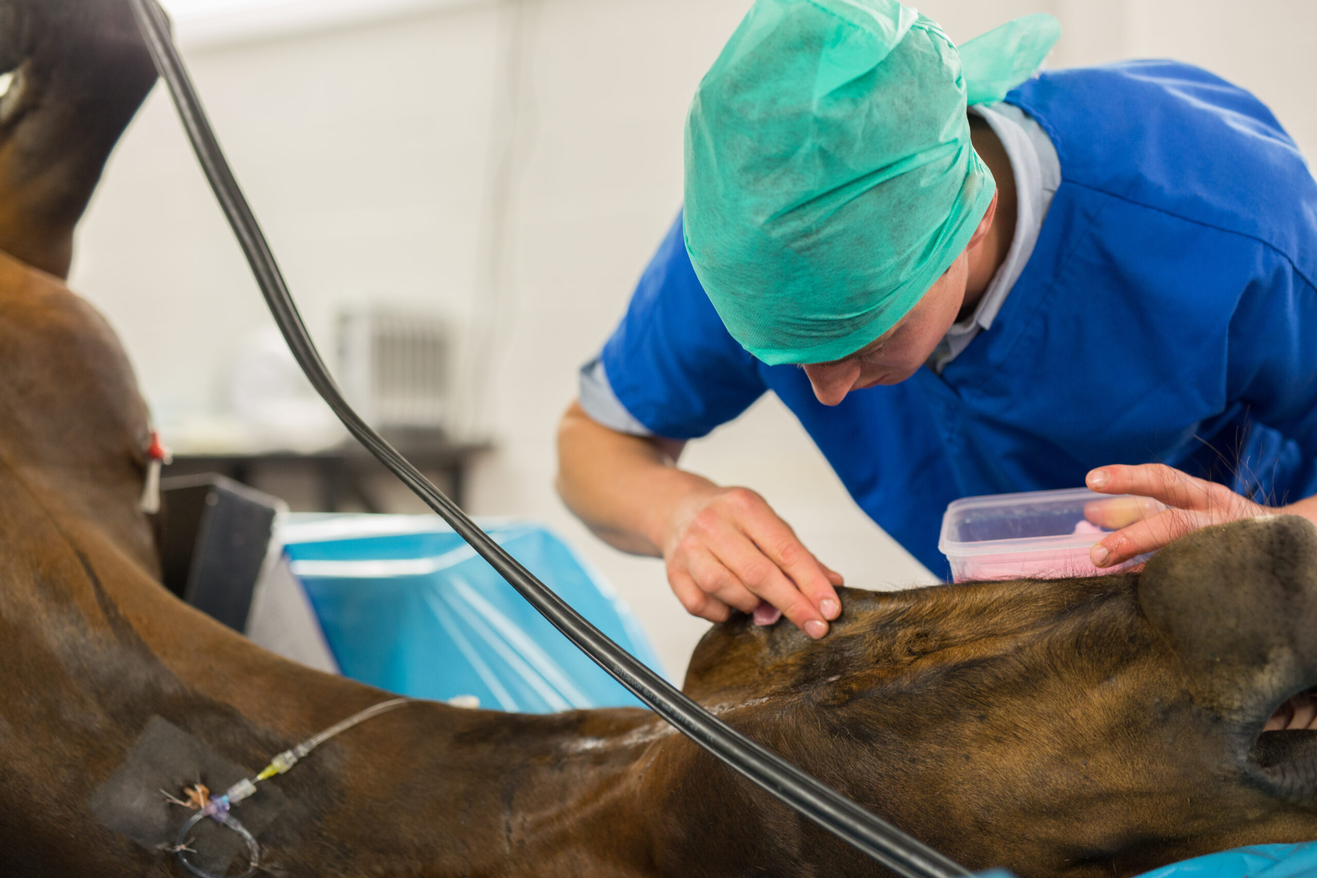 Veterinarian performing surgery on equine patient